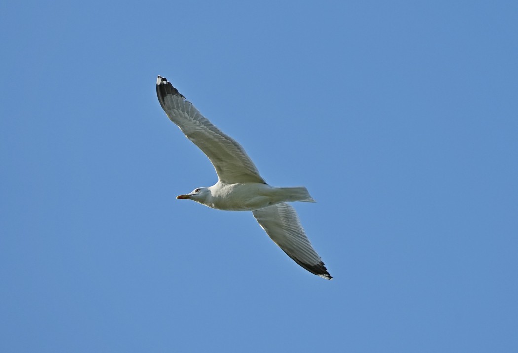 Yellow-legged Gull