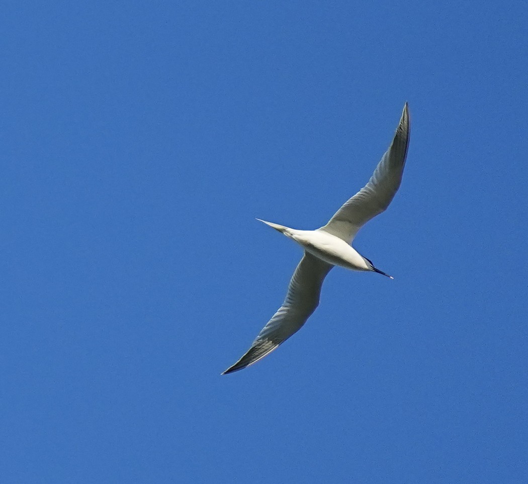 Sandwich Tern