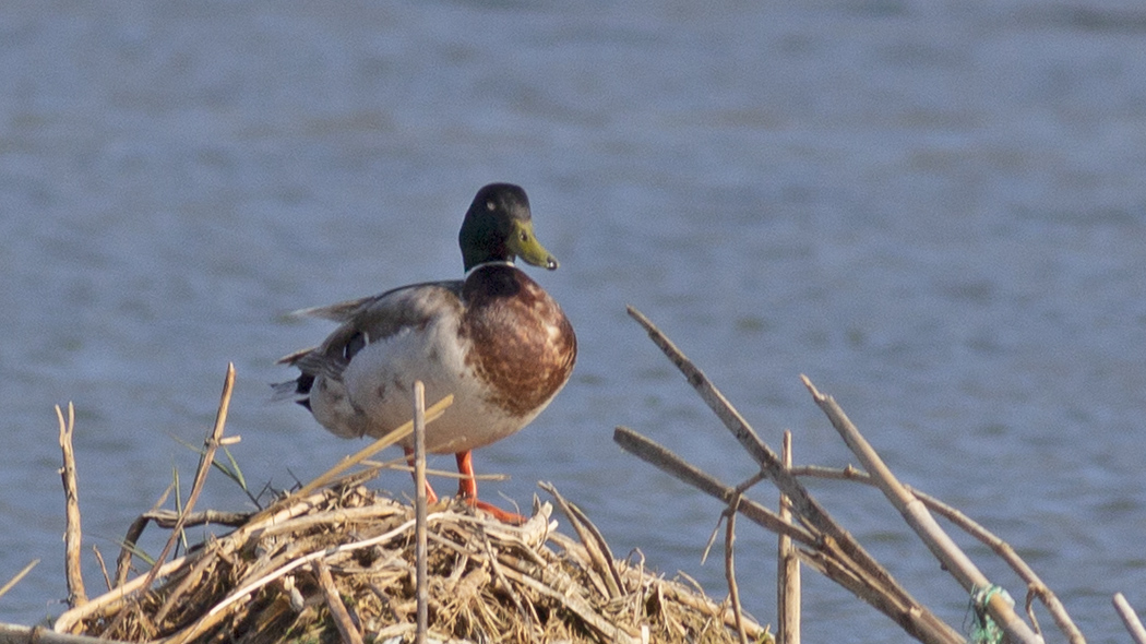 Mallard