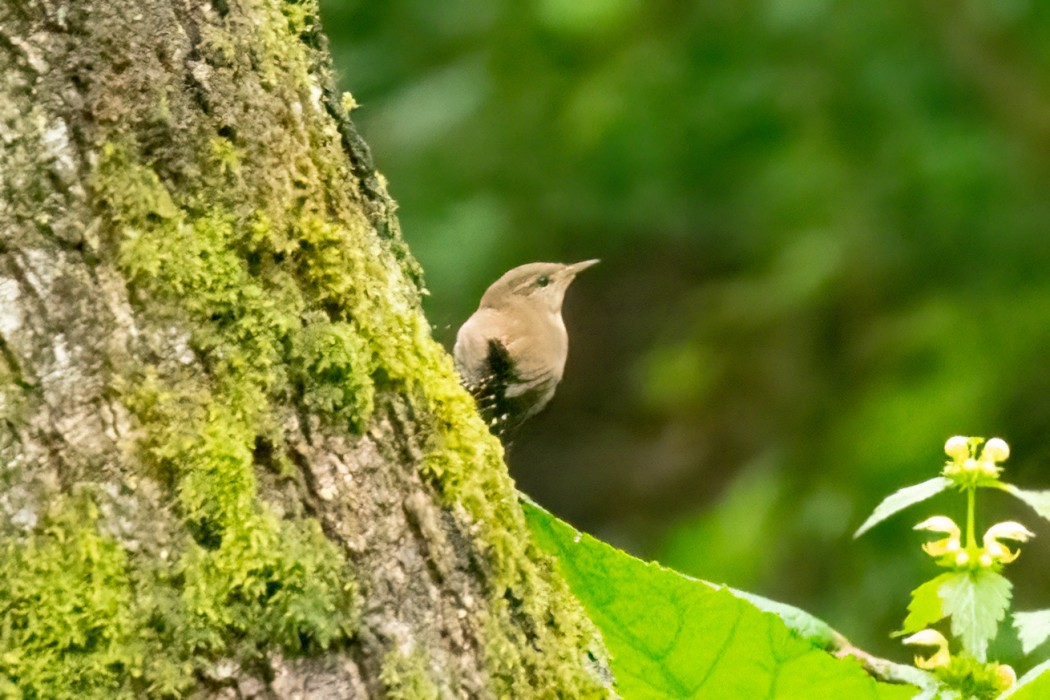 Eurasian Wren