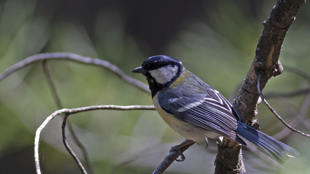 Great Tit