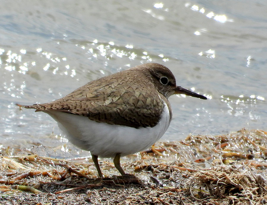 Common Sandpiper