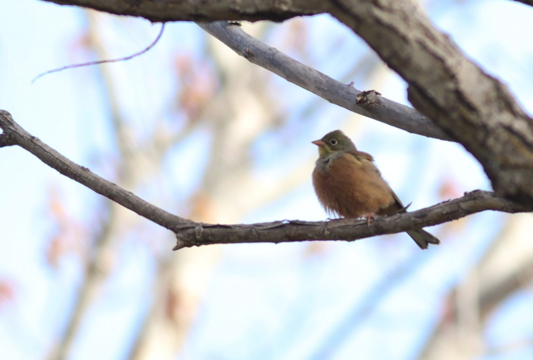 Ortolan Bunting