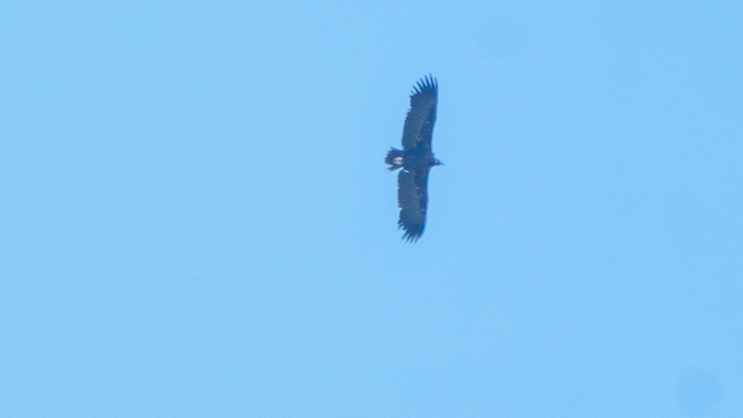 Cinereous Vulture