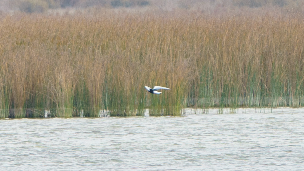 White-winged Tern