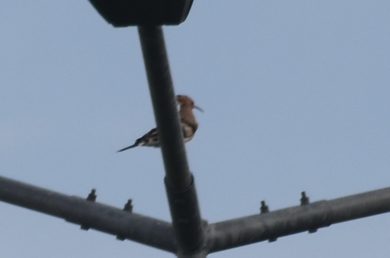 Common Hoopoe