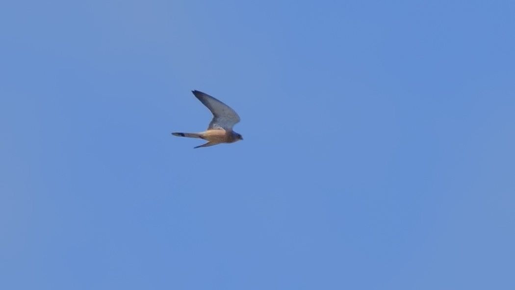 Lesser Kestrel