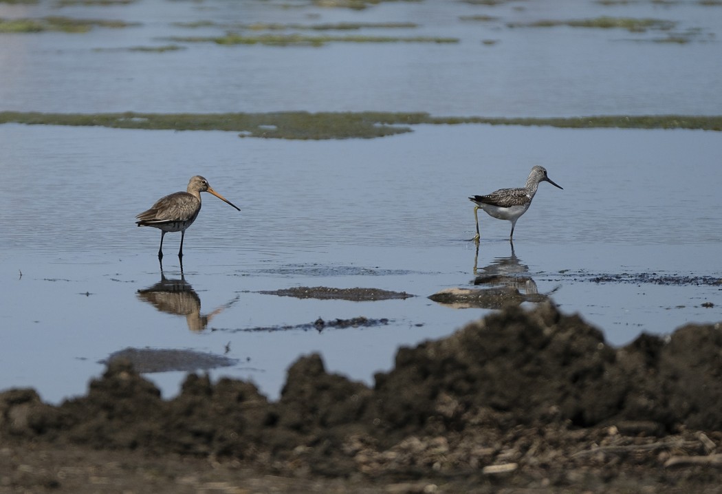 Black-tailed Godwit