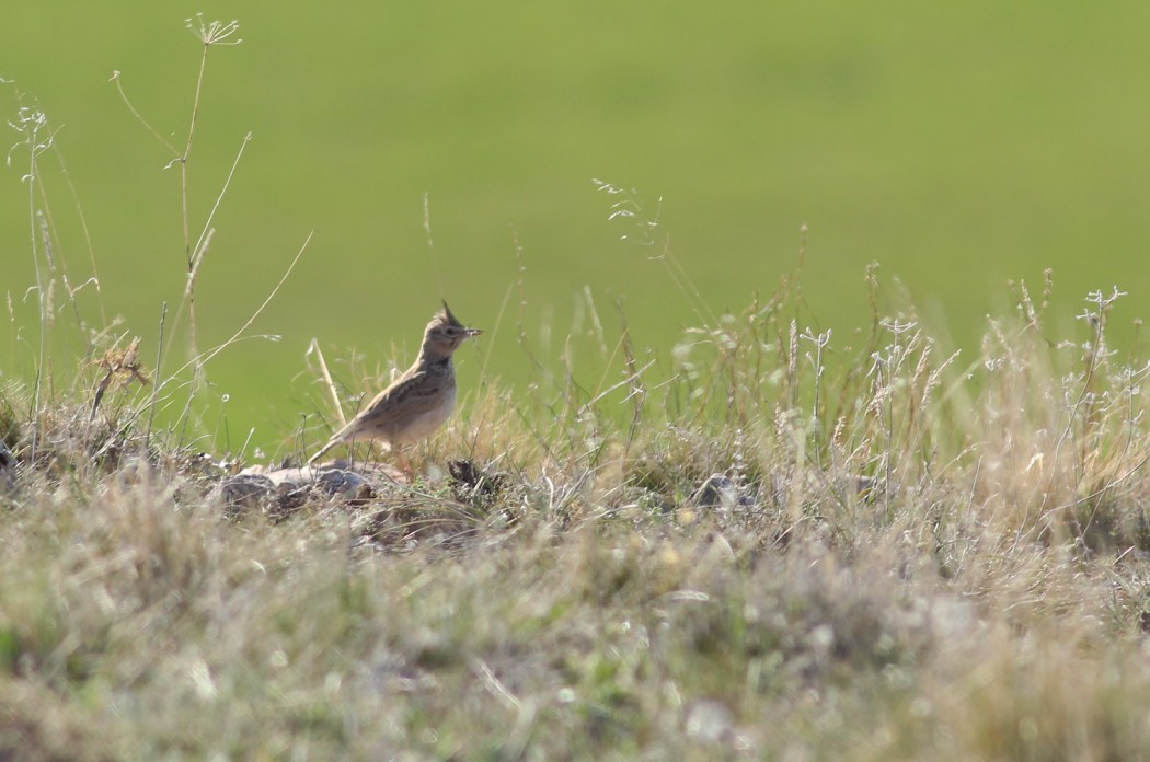 Crested Lark