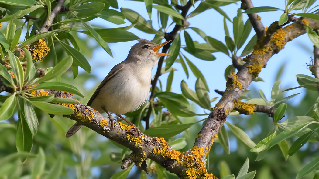 Eastern Olivaceous Warbler