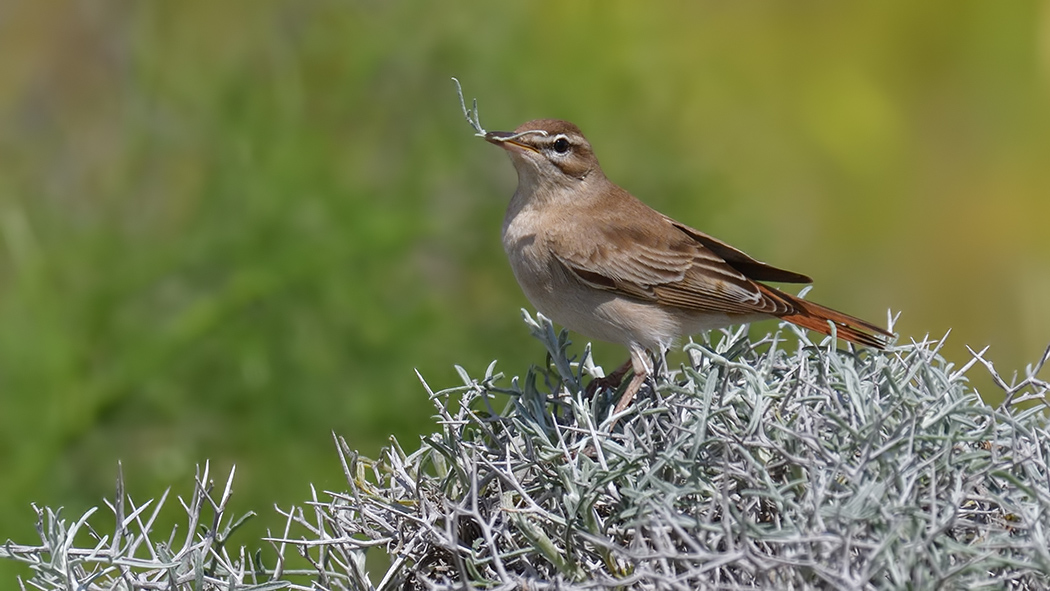 Rufous-tailed Scrub Robin