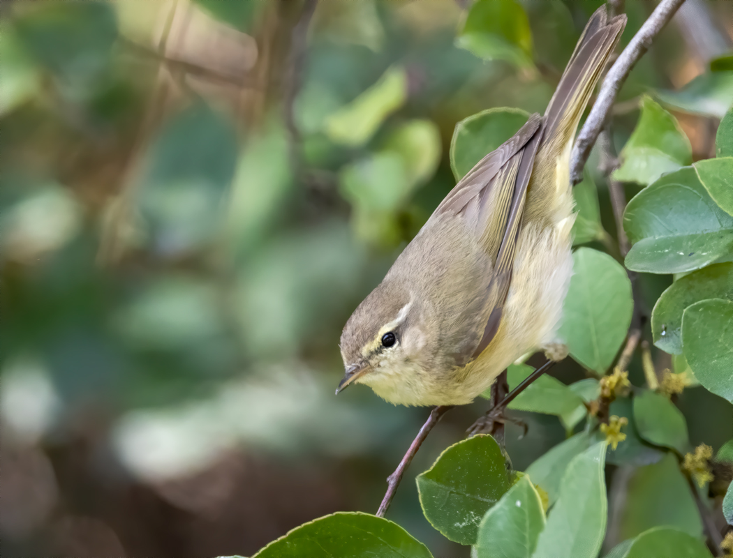 Common Chiffchaff