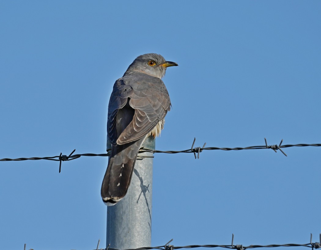 Common Cuckoo