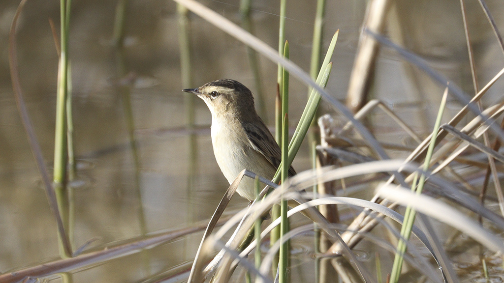 Sedge Warbler