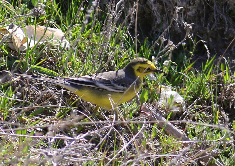 Citrine Wagtail