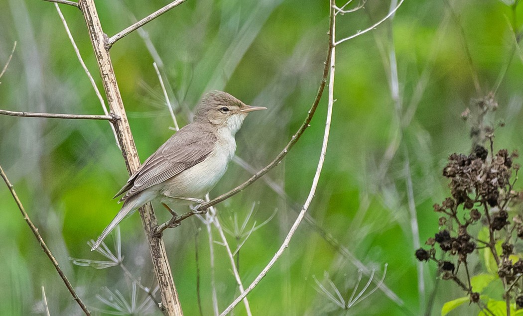 Eastern Olivaceous Warbler