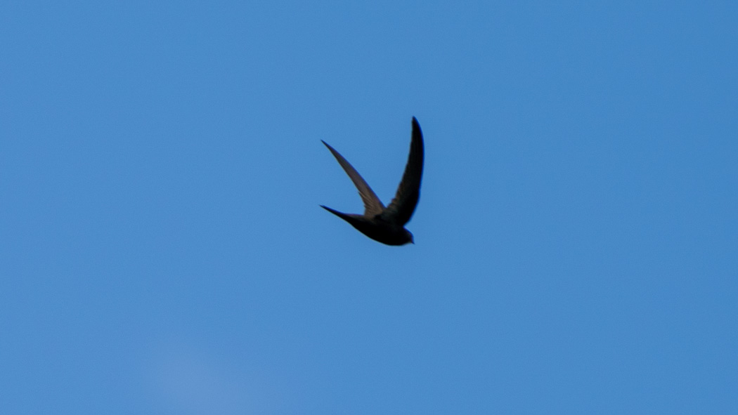 Common Swift