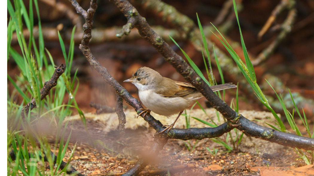 Common Whitethroat