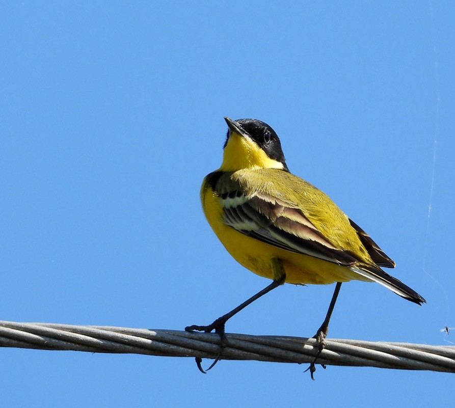 Western Yellow Wagtail