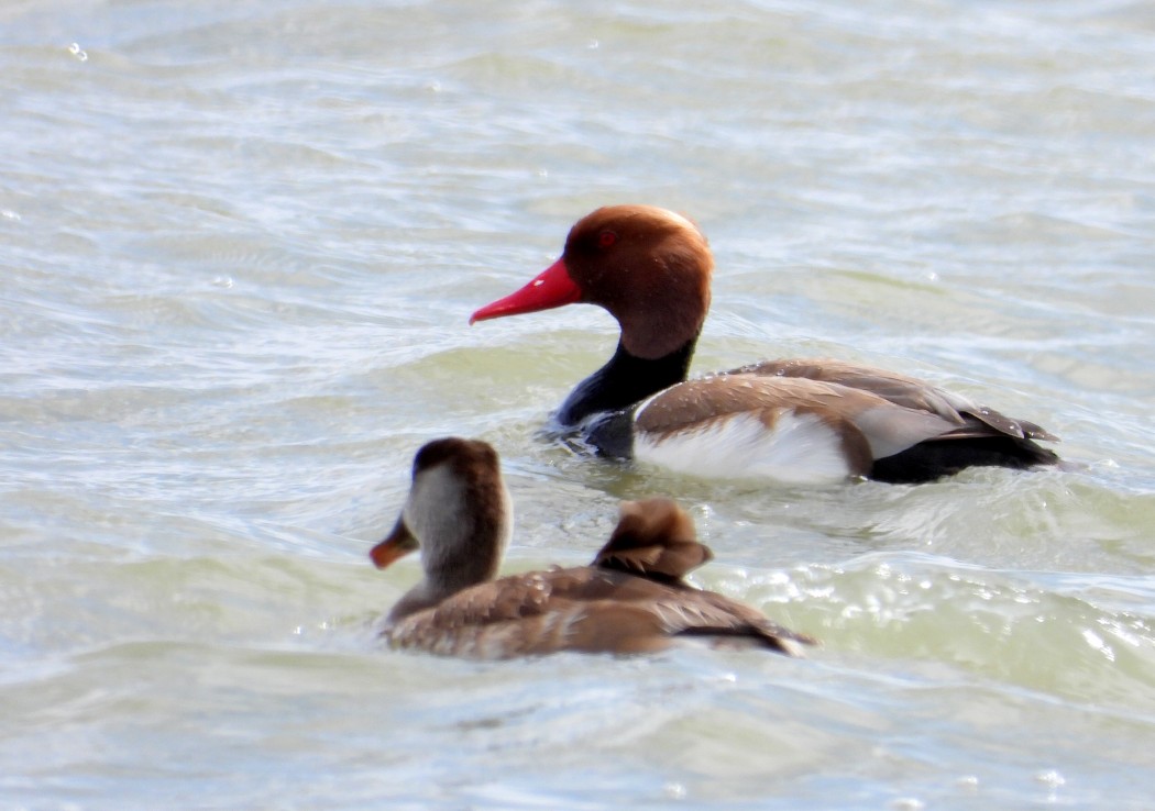 Red-crested Pochard