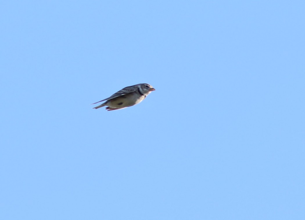 Calandra Lark