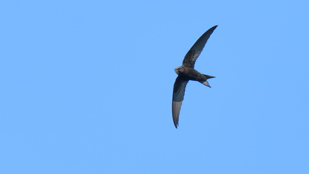 Common Swift