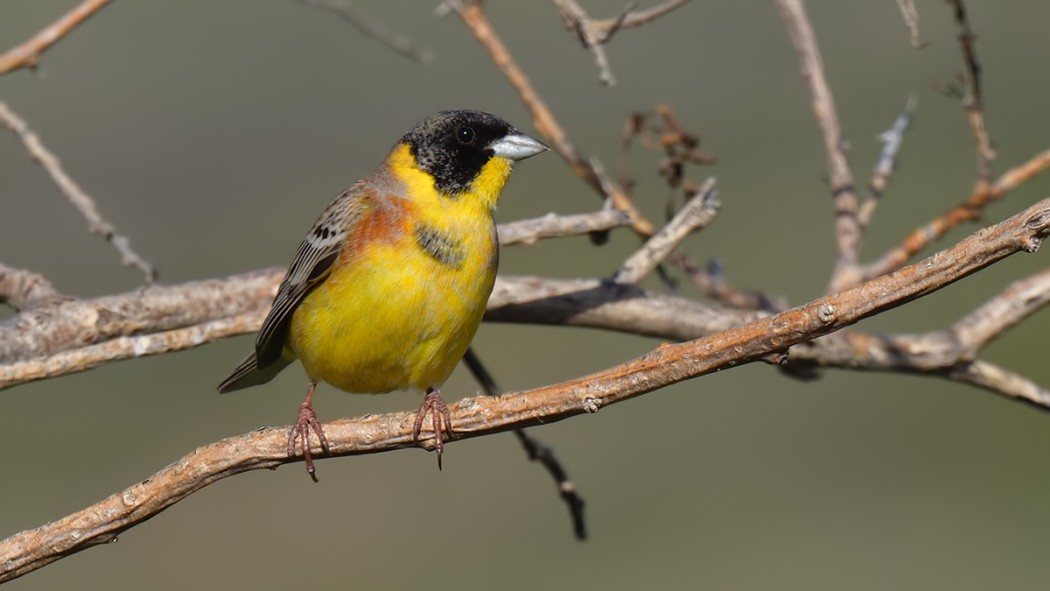 Black-headed Bunting
