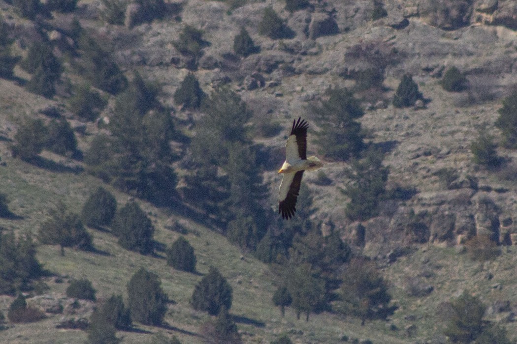 Egyptian Vulture