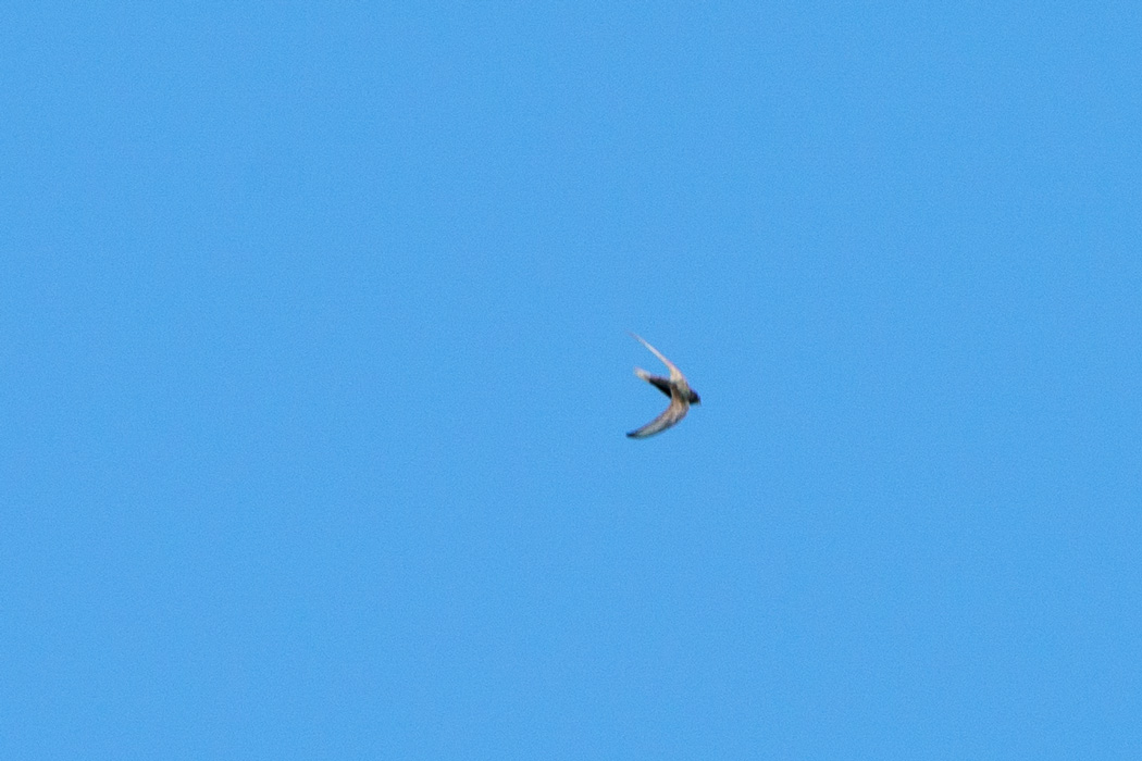Pallid Swift