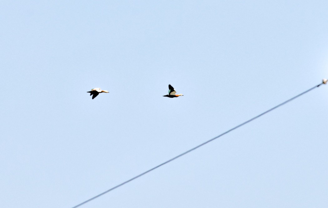 Ruddy Shelduck