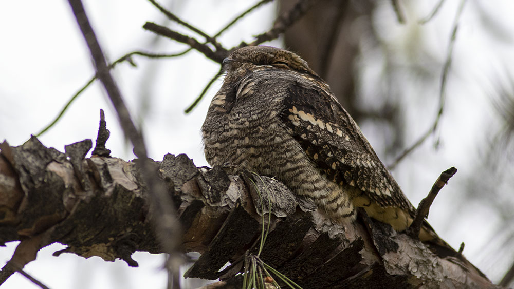 European Nightjar