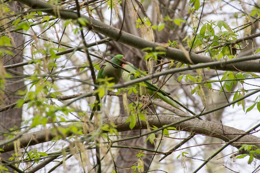 Alexandrine Parakeet