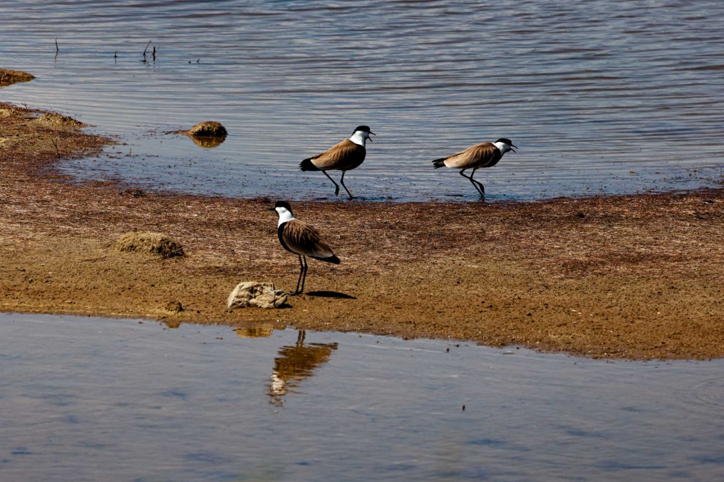 Spur-winged Lapwing