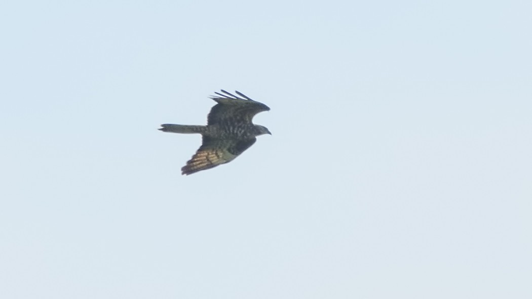 European Honey Buzzard