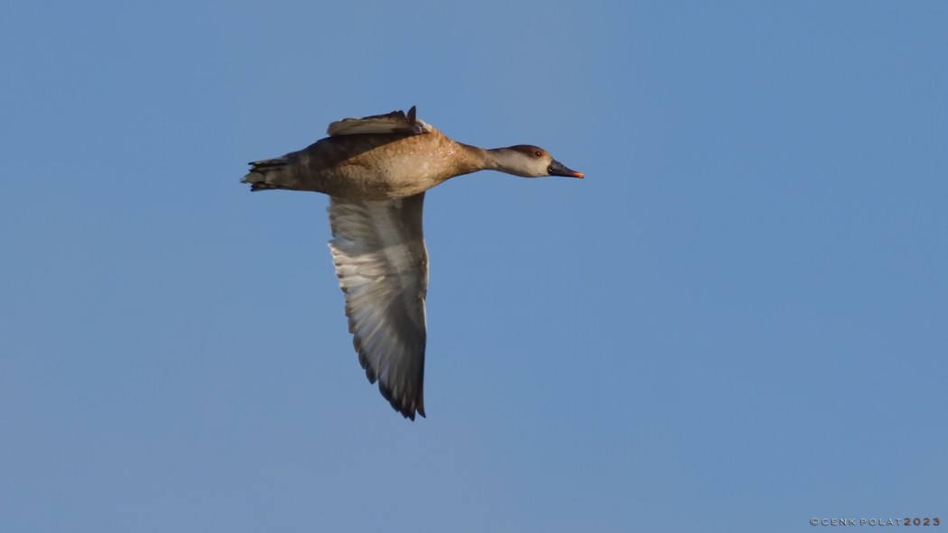 Red-crested Pochard