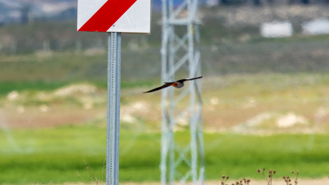 Red-footed Falcon