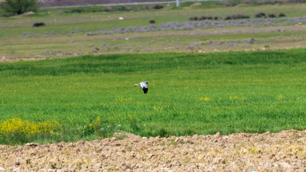 Montagu`s Harrier