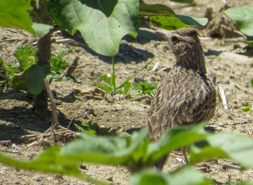 Crested Lark