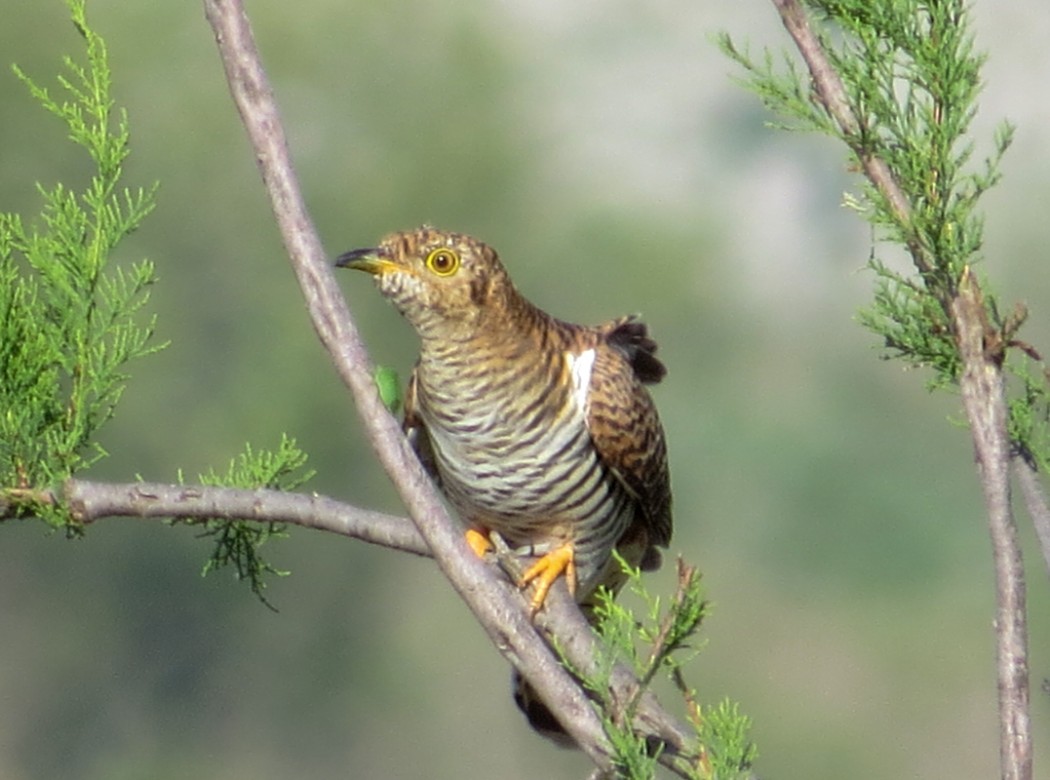 Common Cuckoo