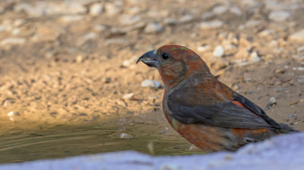 Red Crossbill
