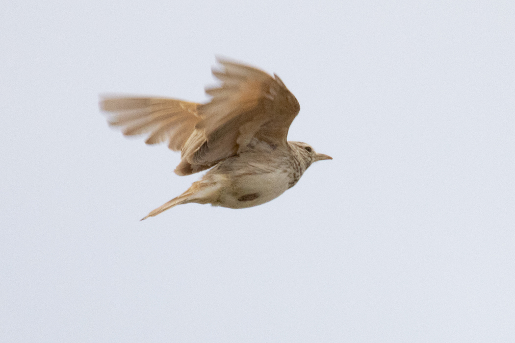 Crested Lark