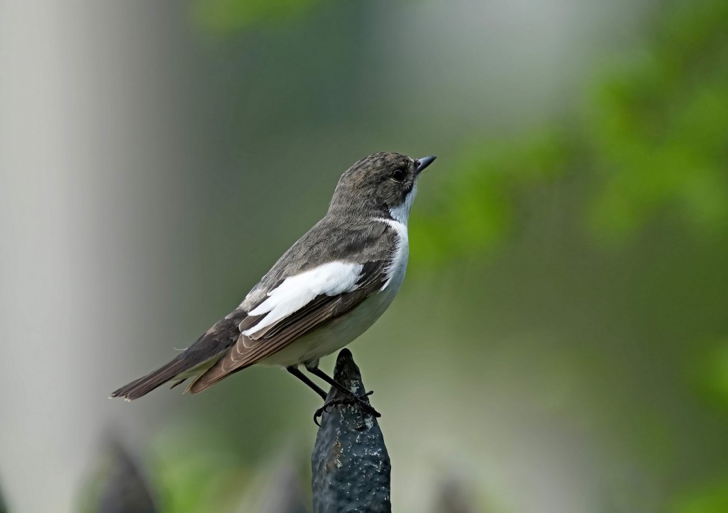 European Pied Flycatcher