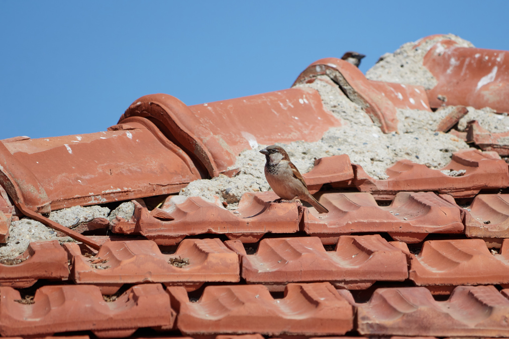 House Sparrow