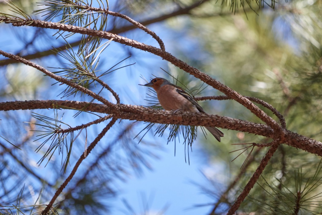 Eurasian Chaffinch