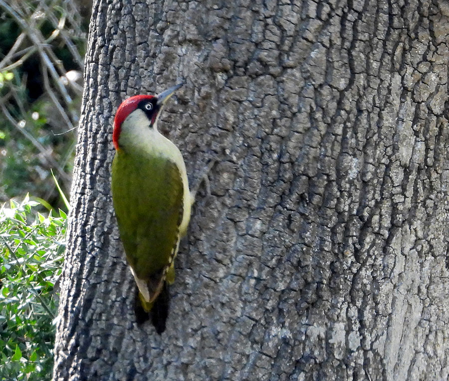 European Green Woodpecker