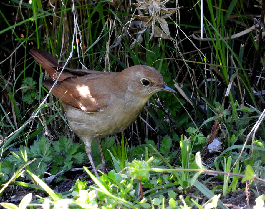 Common Nightingale