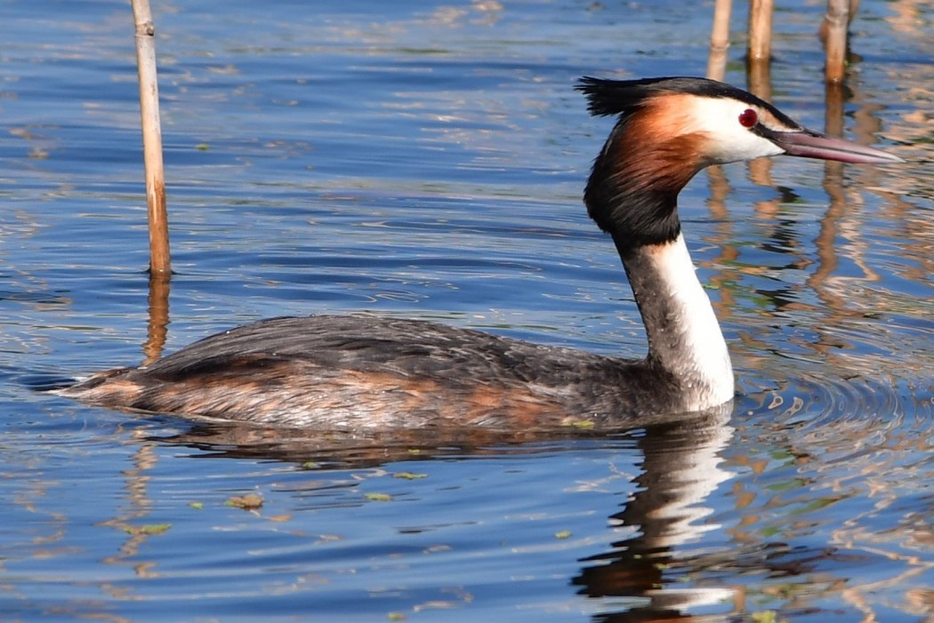 Great Crested Grebe