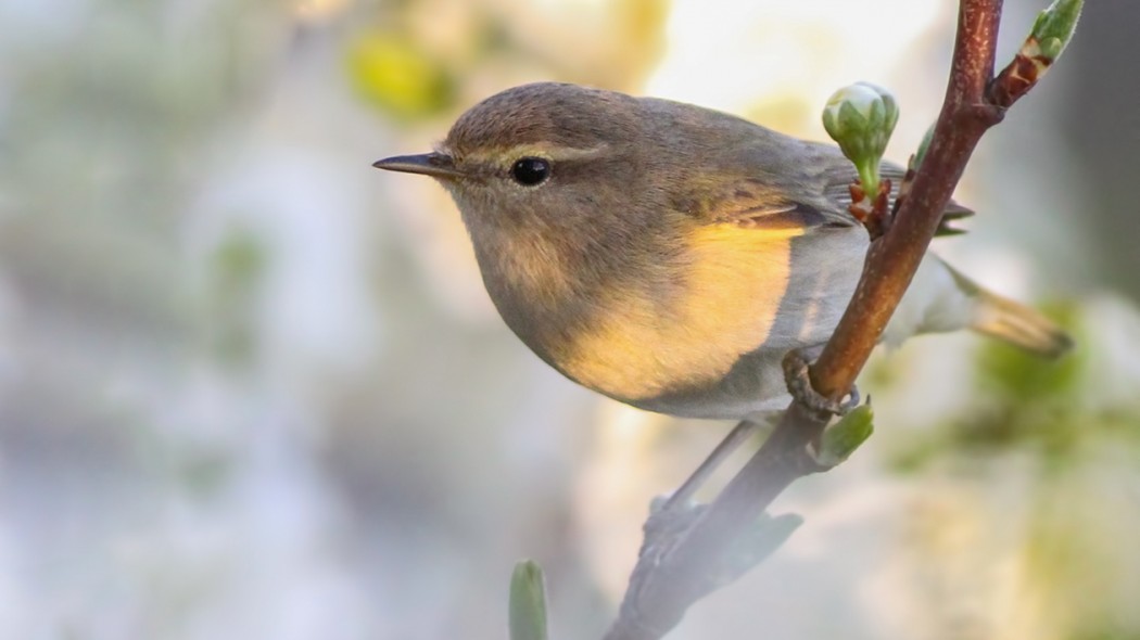 Common Chiffchaff