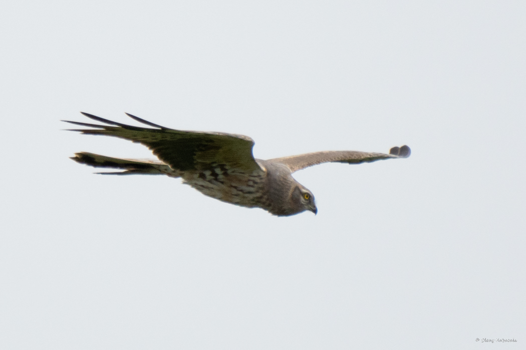 Montagu`s Harrier