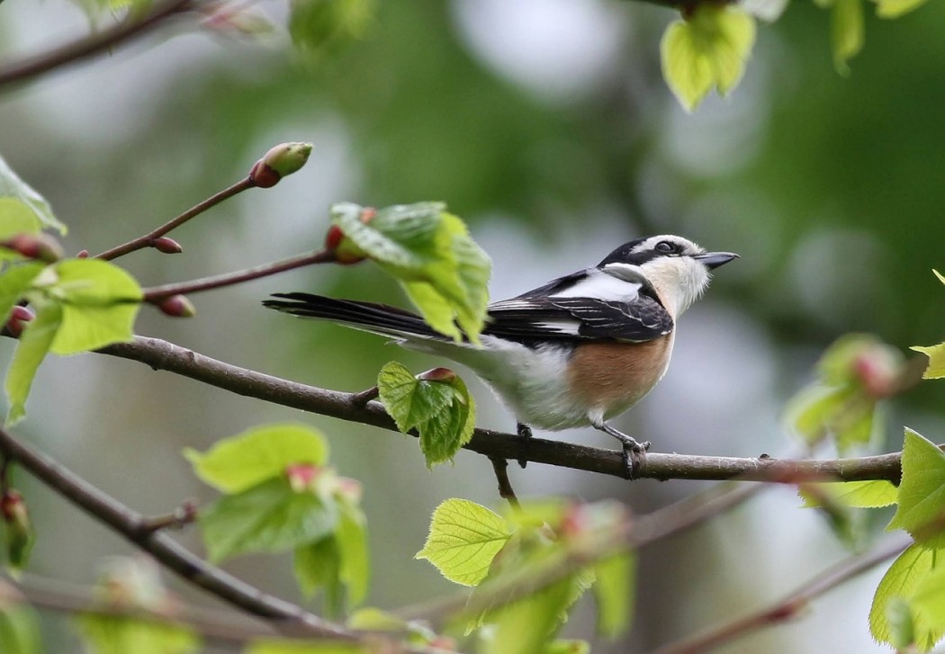 Masked Shrike